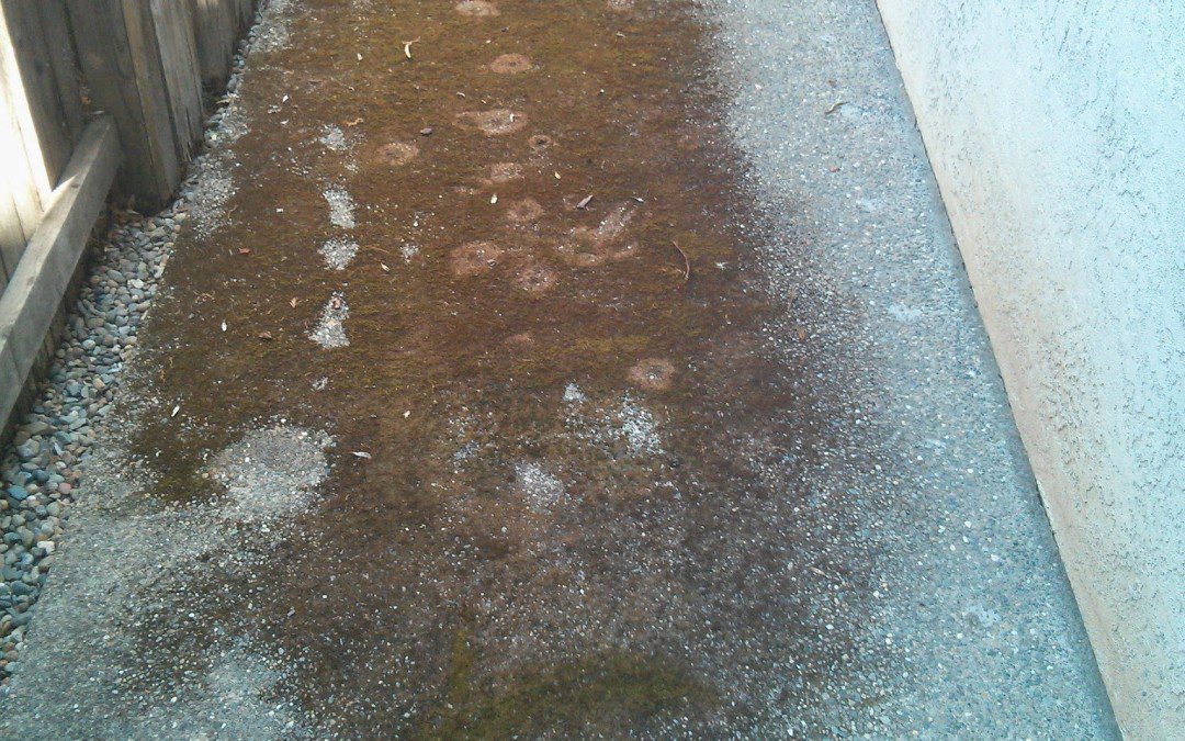 Clean Moss Off Concrete in Gold River, CA
